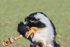 female Collie
