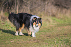 female Collie
