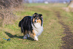 female Collie