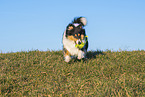 female Collie