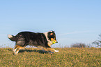 female Collie