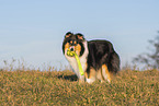 female Collie