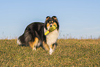 female Collie