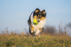 female Collie