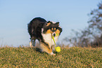 female Collie