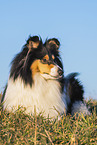 female Collie