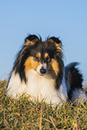 female Collie