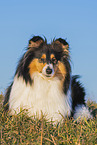 female Collie