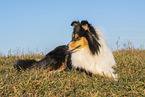 female Collie