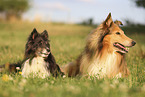 Sheltie and Collie