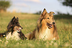 Sheltie and Collie