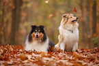 2 Collies