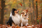 2 Collies