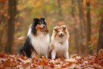 2 Collies