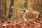 young Collie