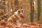 young Collie