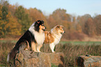 2 Collies