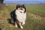 female Collie