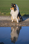 female Collie