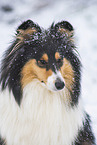 female Collie