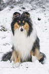 female Collie