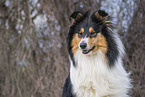 female Collie