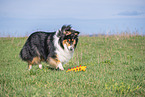 female Collie