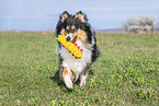 female Collie