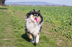 female Collie