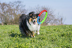 female Collie