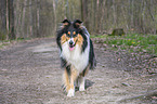 female Collie