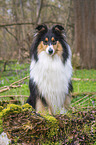 female Collie