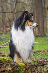 female Collie