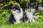 Collie Puppies