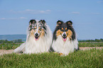 Collies