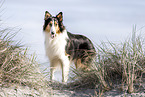 Collie