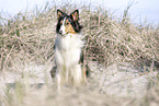 Collie