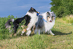 Collies