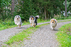 Collies