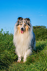 male Collie