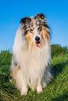 male Collie