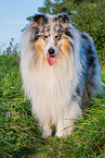 male Collie