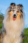 male Collie