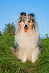 male Collie