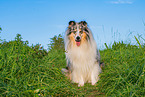 male Collie