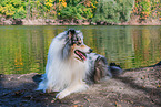 male Collie