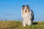 male Collie