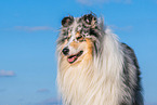 male Collie