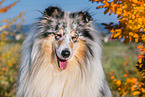 male Collie