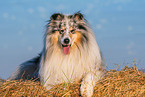 male Collie